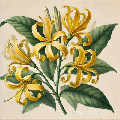 What Is Ylang Ylang?