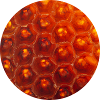 BIENENWACHS