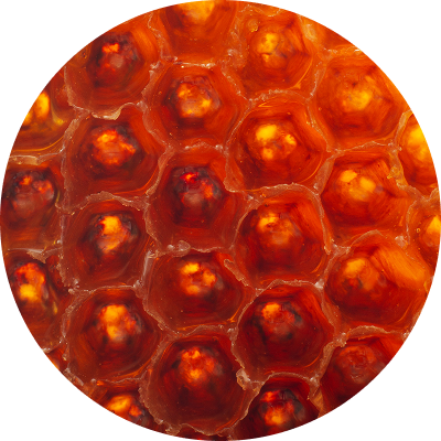 BIENENWACHS